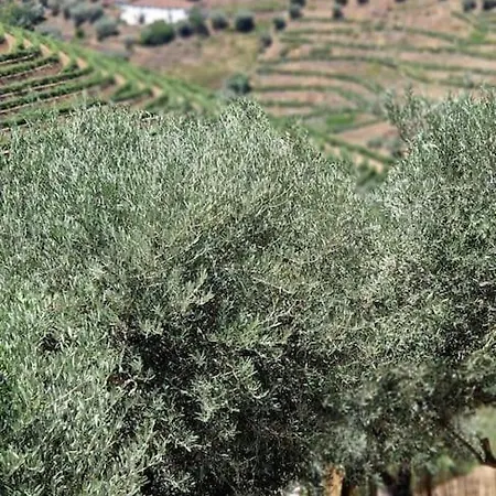 Сasa de vacaciones Maison Du Olival