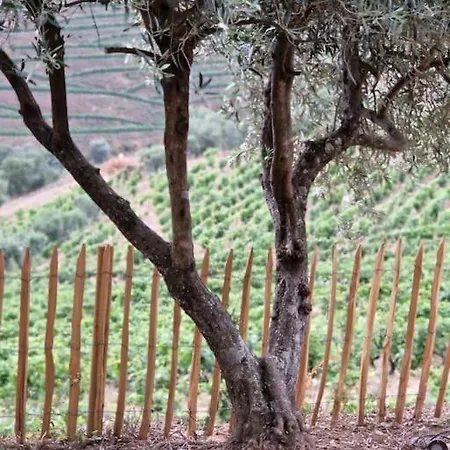 Maison Du Olival Vacalar