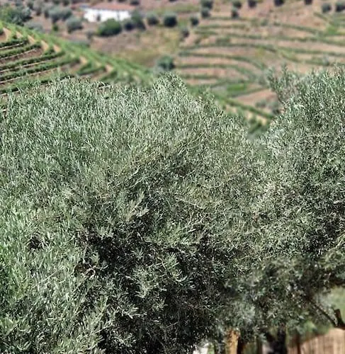 Ferienhaus Maison Du Olival