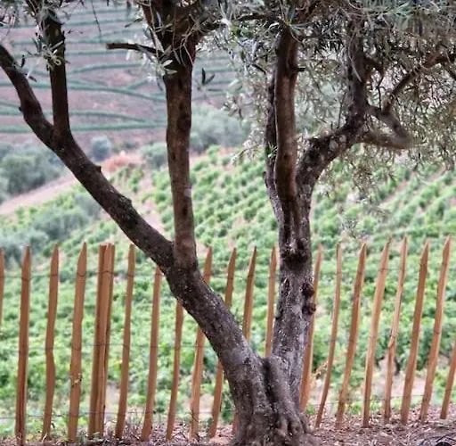 Maison Du Olival Vacalar