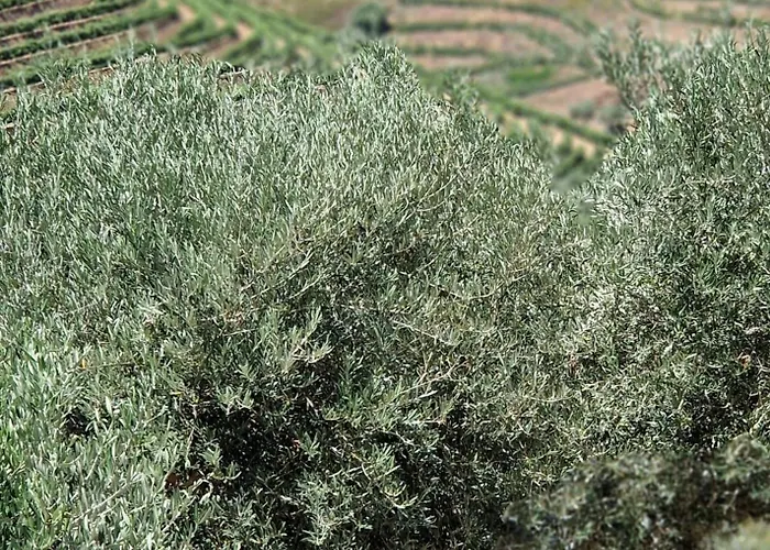 Maison Du Olival Vacalar